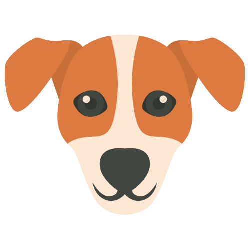 jack russel terrier