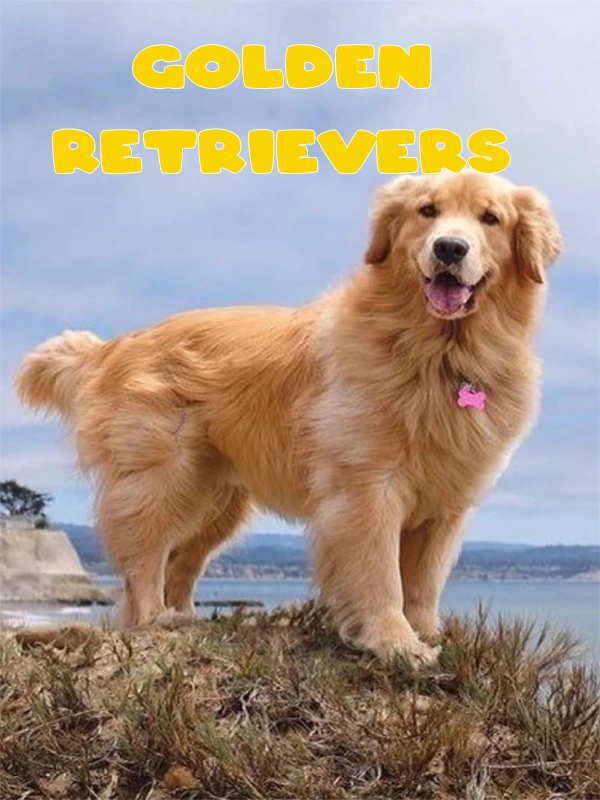 The Golden Retriever