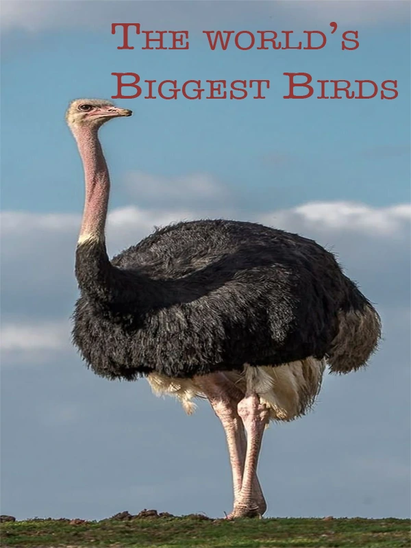 The world’s Biggest Birds