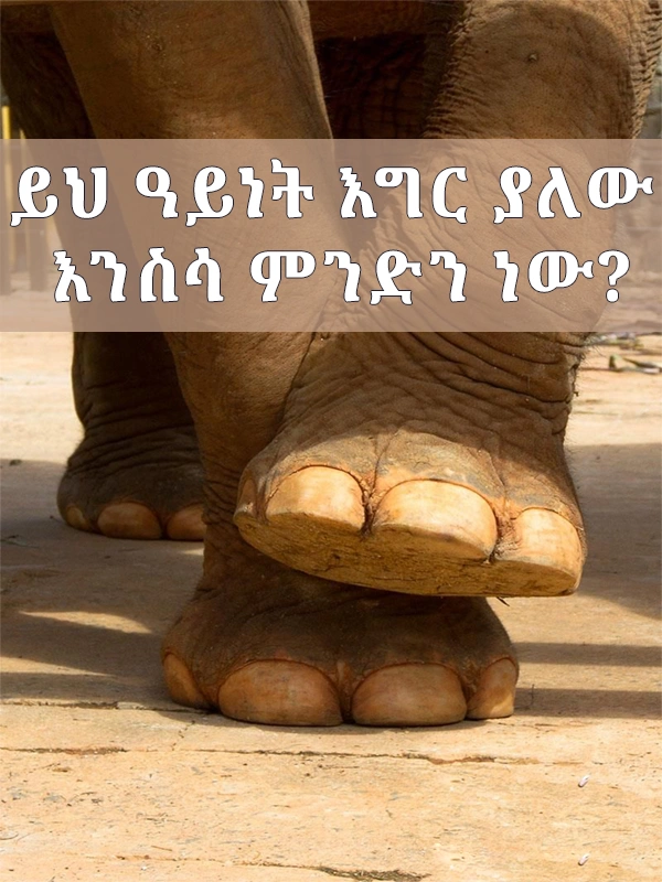 ይህ ዓይነት እግር ያለው እንስሳ ምንድን ነው?