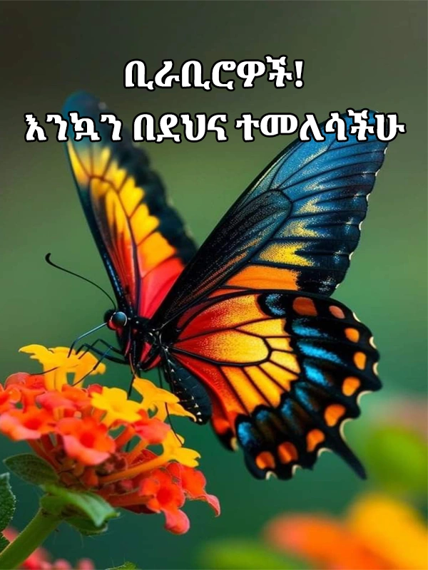ቢራቢሮዎች እንኳን በደህና ተመለሳችሁ