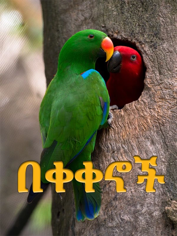 በቀቀኖች