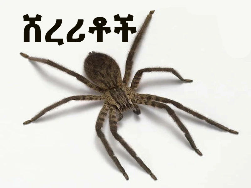 ሸረሪቶች