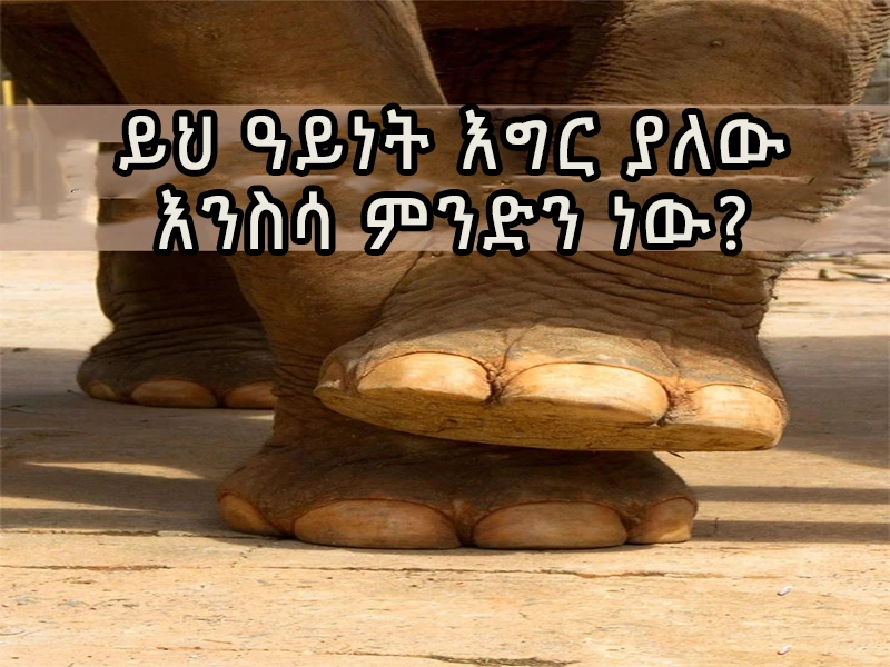ይህ ዓይነት እግር ያለው እንስሳ ምንድን ነው?