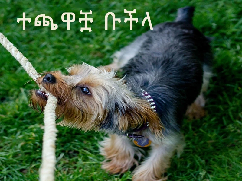 ተጫዋቿ ቡችላ