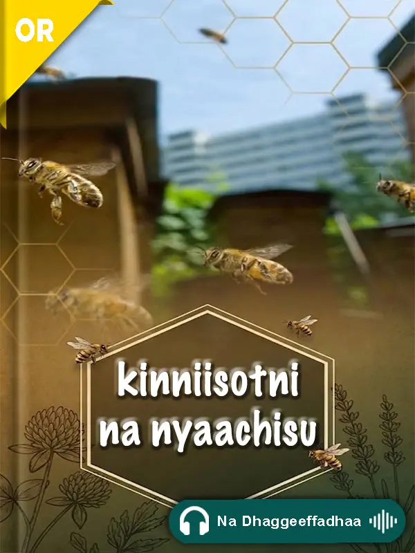 Kinniisotni Na Nyaachisu