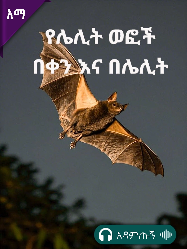 የሌሊት ወፎች በቀን እና በሌሊት 