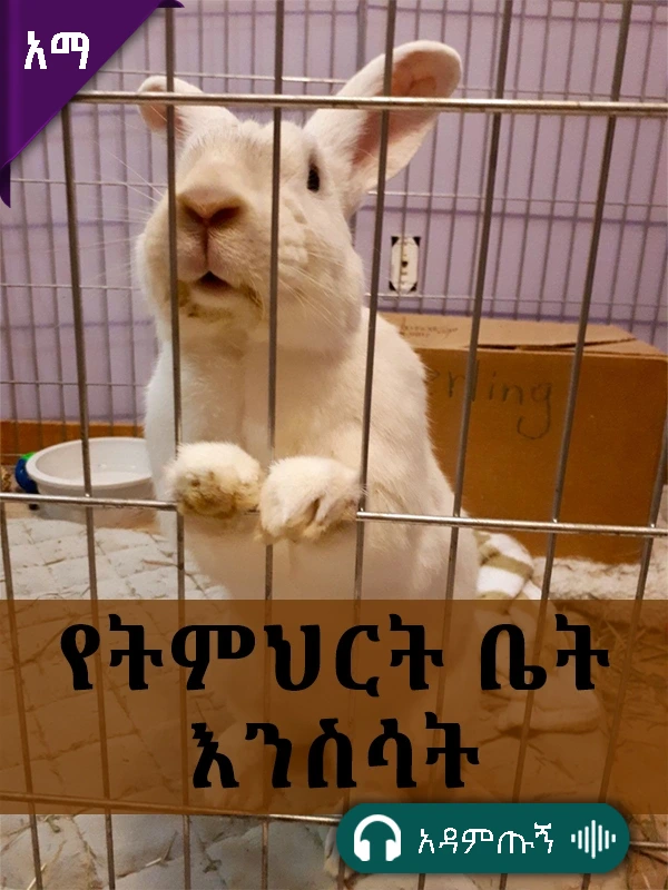 የትምህርት ቤት እንስሳት