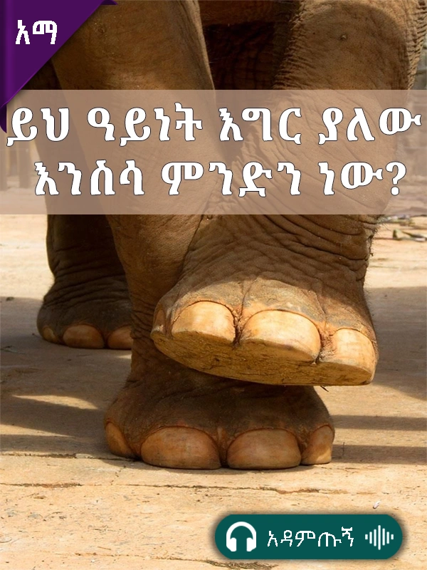 ይህ ዓይነት እግር ያለው እንስሳ ምንድን ነው?