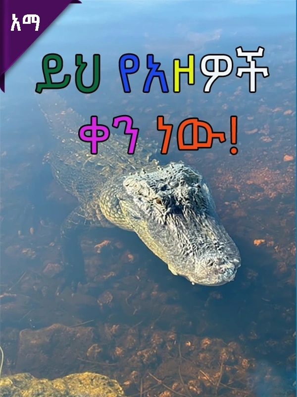 ይህ የአዞዎች ቀን ነው!