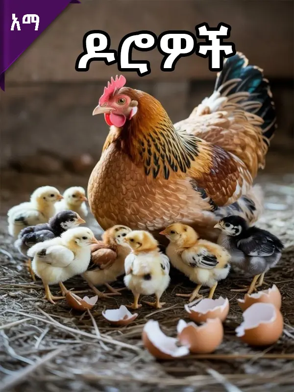 ዶሮዎች
