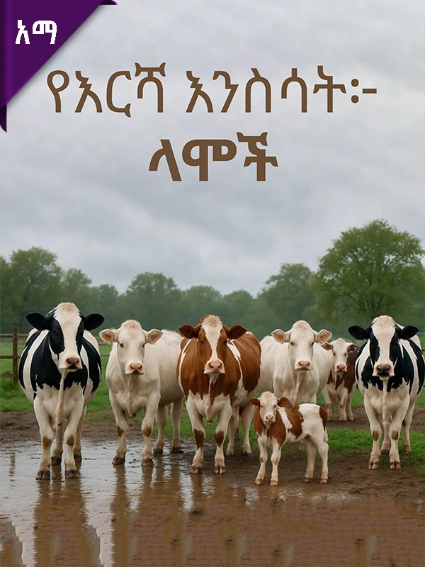 የእርሻ እንስሳት፦ ላሞች