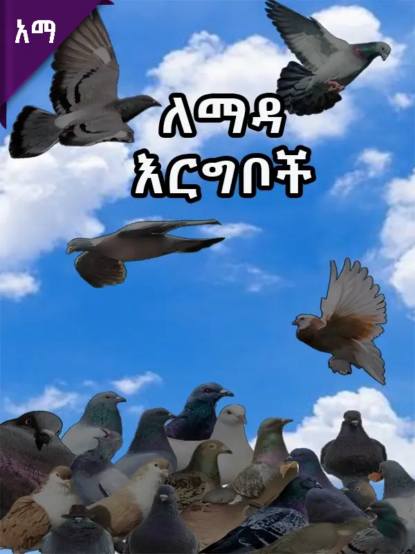 ለማዳ ርግቦች