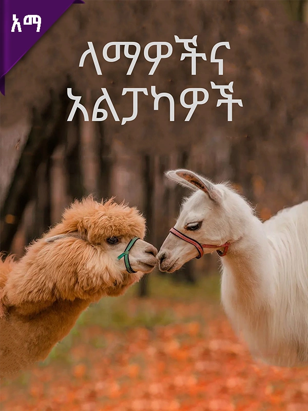 ላማዎችና አልፓካዎች