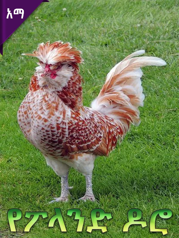 የፖላንድ ዶሮ