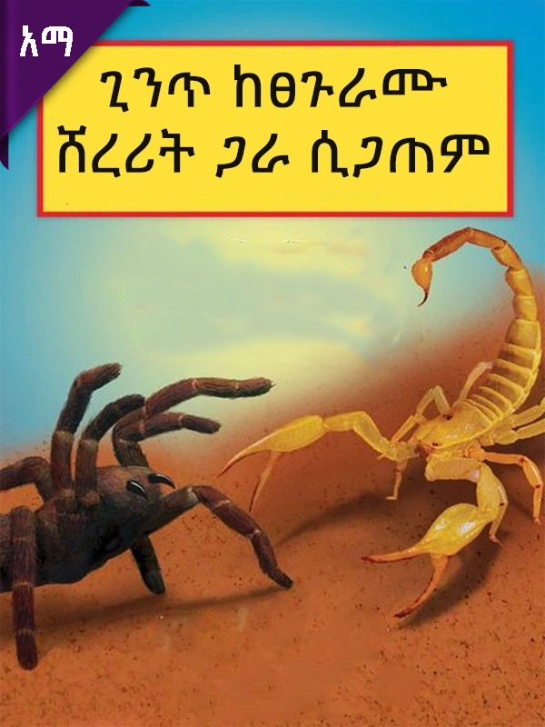 ጊንጥ ከፀጉራሙ ሸረሪት ጋራ ሲጋጠም