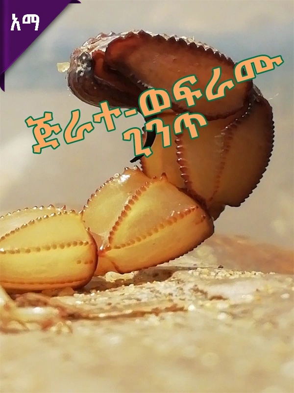 ጅራተ-ወፍራሙ ጊንጥ