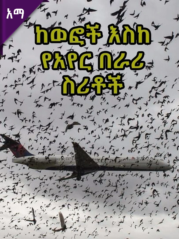 ከወፎች እስከ የአየር በራሪ ስሪቶች